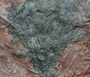 Large, x Scyphocrinites Crinoid Plate - Morocco #45214-1